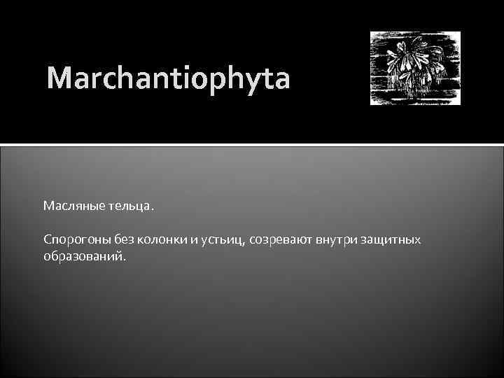 Marchantiophyta Масляные тельца. Спорогоны без колонки и устьиц, созревают внутри защитных образований. 