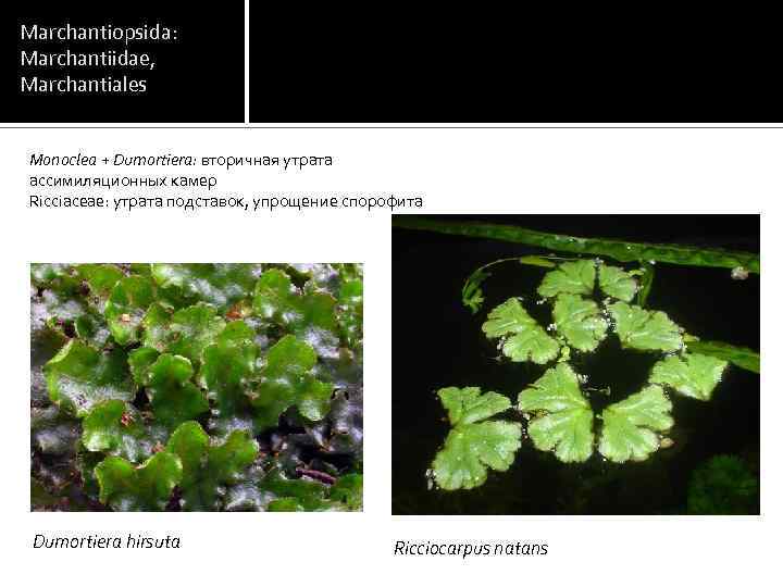 Marchantiopsida: Marchantiidae, Marchantiales Monoclea + Dumortiera: вторичная утрата ассимиляционных камер Ricciaceae: утрата подставок, упрощение