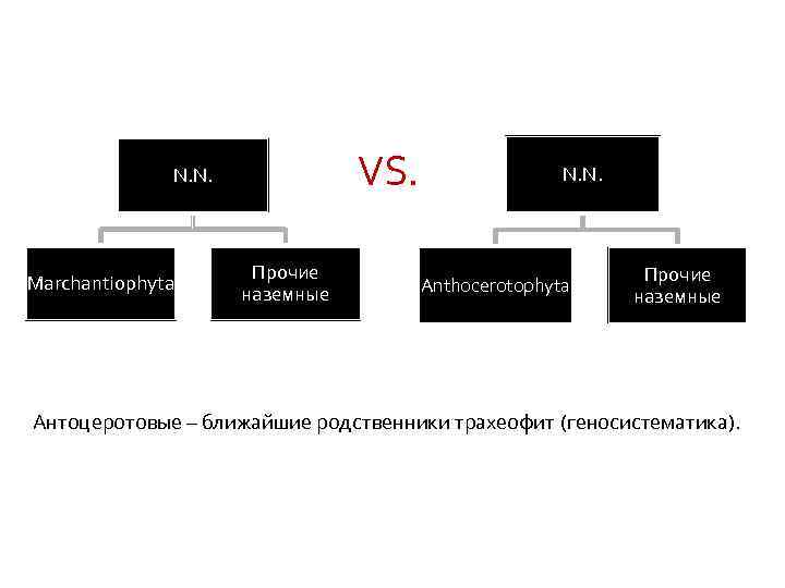 VS. N. N. Marchantiophyta Прочие наземные N. N. Anthocerotophyta Прочие наземные Антоцеротовые – ближайшие