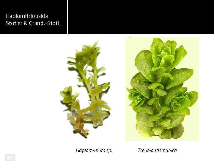 Haplomitriopsida Stotler & Crand. -Stotl. Haplomitrium sp. 16 Treubia tasmanica 