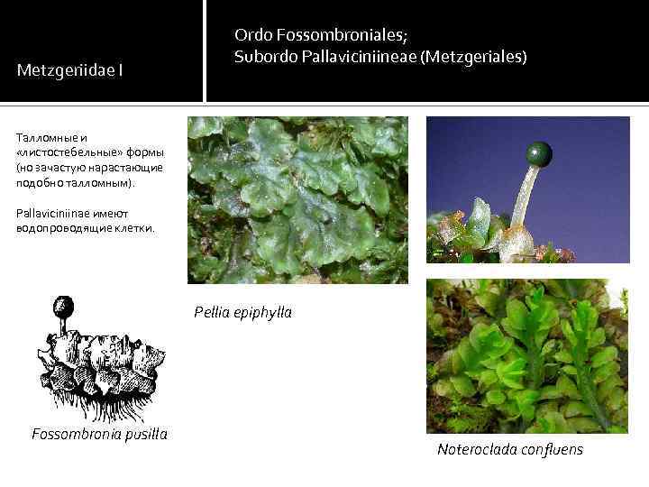 Metzgeriidae I Ordo Fossombroniales; Subordo Pallaviciniineae (Metzgeriales) Талломные и «листостебельные» формы (но зачастую нарастающие