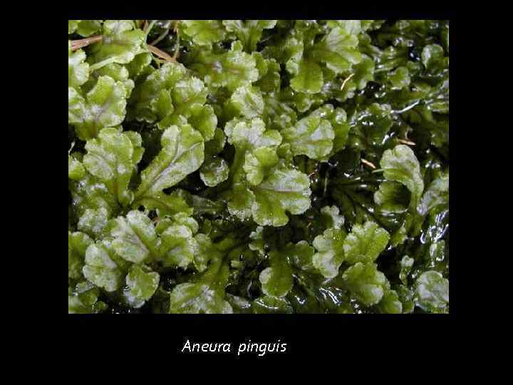 Aneura pinguis 