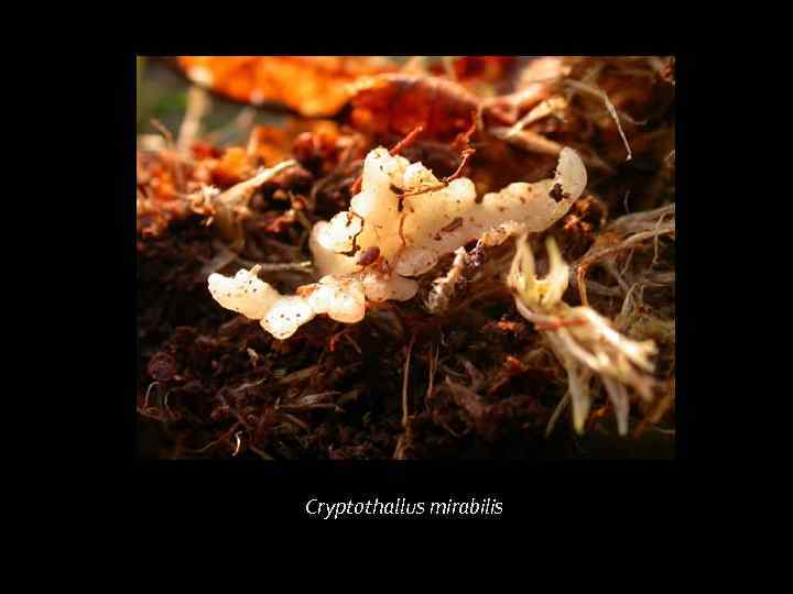 Cryptothallus mirabilis 