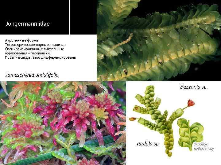 Jungermanniidae Акрогинные формы Тетраэдрические парные инициали Специализированные лиственные образования – перианции Побеги всегда чётко