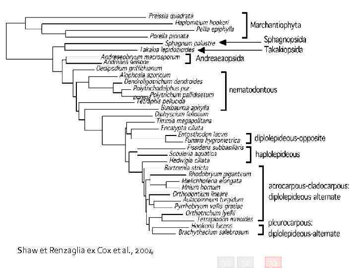 Shaw et Renzaglia ex Cox et al. , 2004 30 31 32 