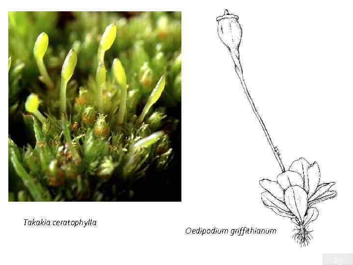 Takakia ceratophylla Oedipodium griffithianum 29 