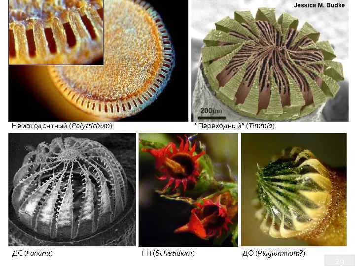 Нематодонтный (Polytrichum) ДС (Funaria) “Переходный” (Timmia) ГП (Schistidium) ДО (Plagiomnium? ) 29 