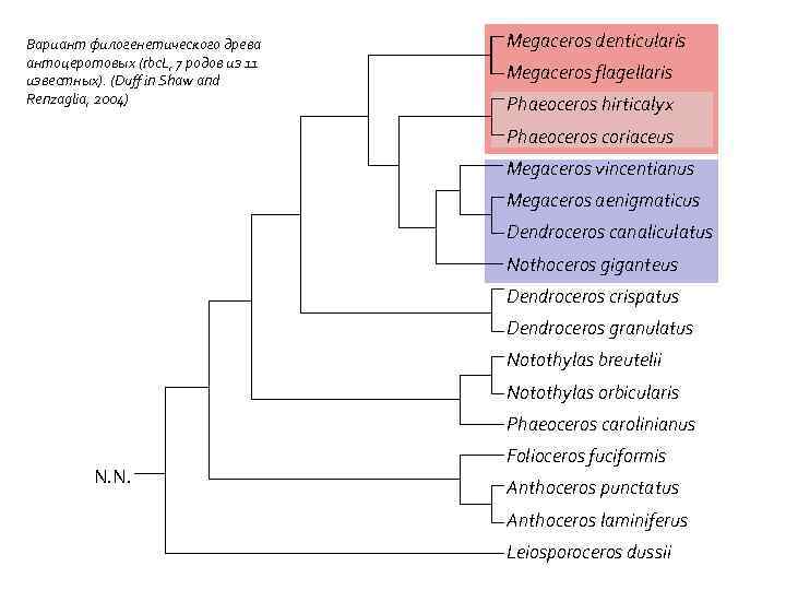 Вариант филогенетического древа антоцеротовых (rbc. L, 7 родов из 11 известных). (Duff in Shaw