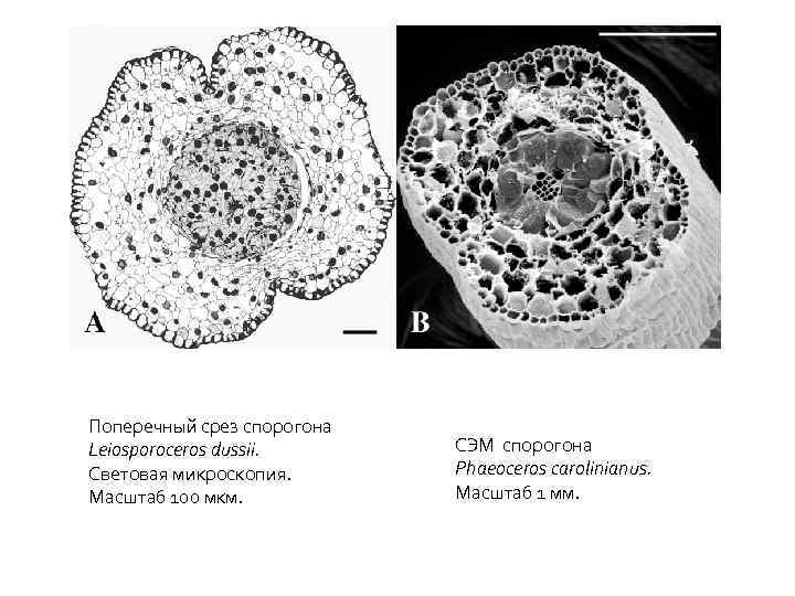 Поперечный срез спорогона Leiosporoceros dussii. Световая микроскопия. Масштаб 100 мкм. СЭМ спорогона Phaeoceros carolinianus.