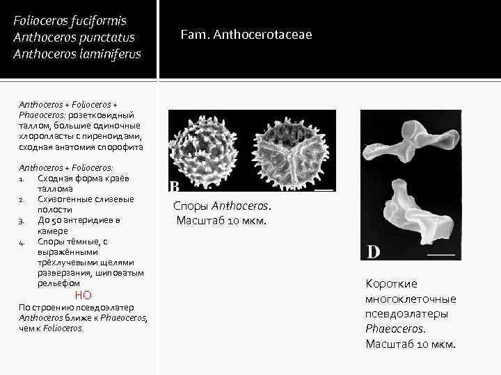 Folioceros fuciformis Anthoceros punctatus Anthoceros laminiferus Fam. Anthocerotaceae Anthoceros + Folioceros + Phaeoceros: розетковидный