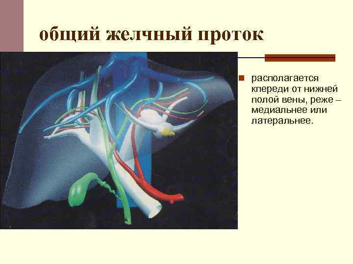 общий желчный проток n располагается кпереди от нижней полой вены, реже – медиальнее или