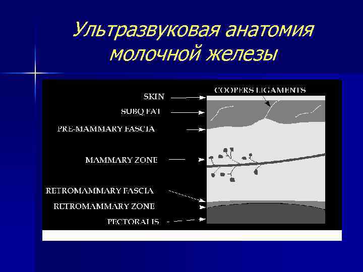 Ультразвуковая анатомия молочной железы 