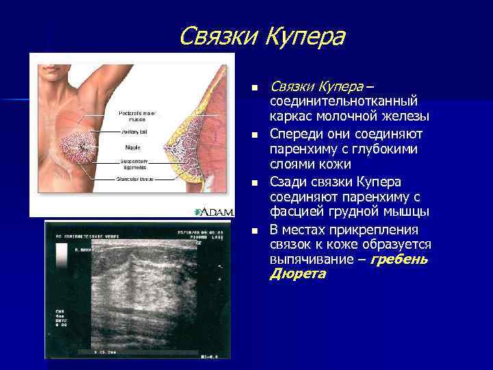 Бдсм рисунки фемдом