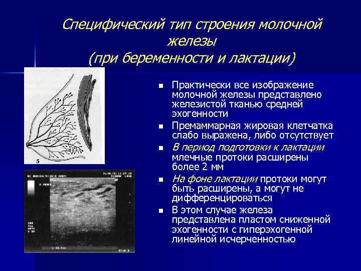 Специфический тип строения молочной железы (при беременности и лактации) n n n Практически все