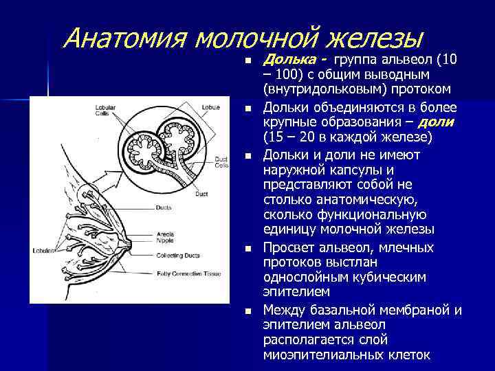 Квадранты молочной железы схема