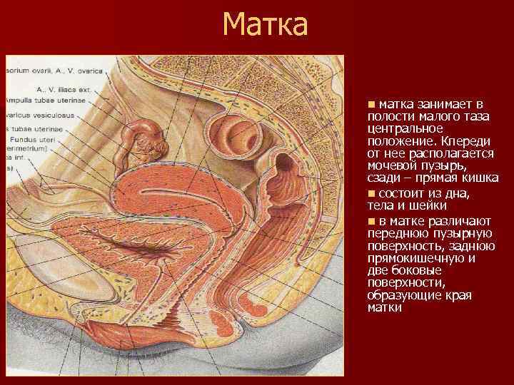 Матка n матка занимает в полости малого таза центральное положение. Кпереди от нее располагается