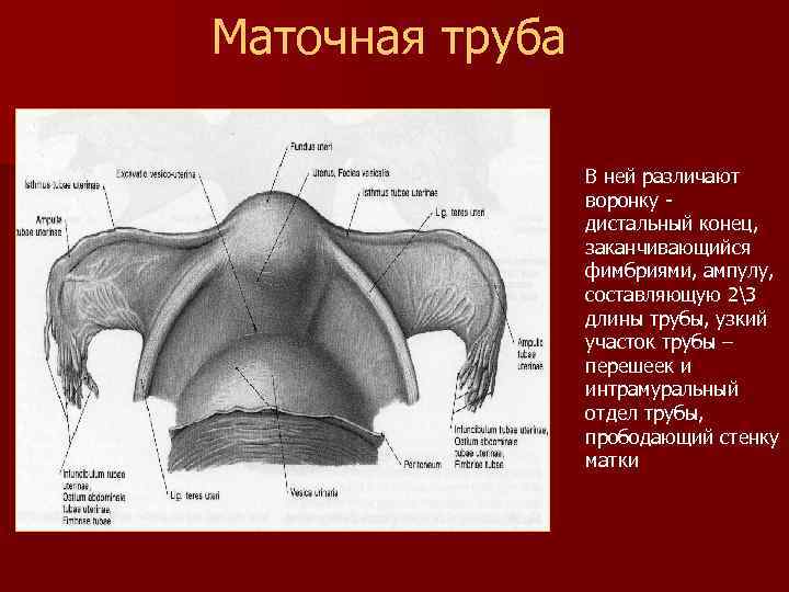 Маточная труба В ней различают воронку - дистальный конец, заканчивающийся фимбриями, ампулу, составляющую 23