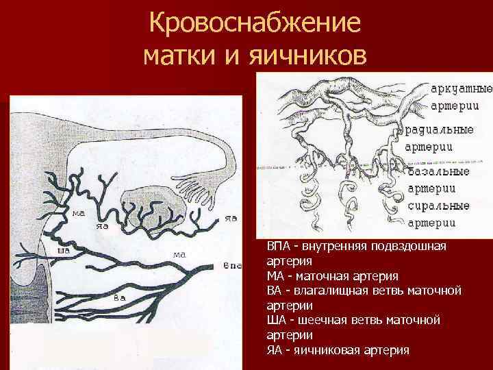 Кровоснабжение матки и яичников ВПА - внутренняя подвздошная артерия МА - маточная артерия ВА