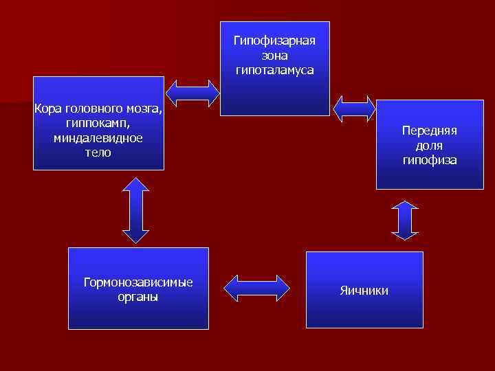 Гипофизарная зона гипоталамуса Кора головного мозга, гиппокамп, миндалевидное тело Гормонозависимые органы Передняя доля гипофиза