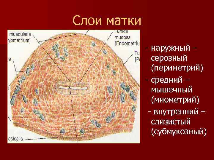 Слои матки - наружный – серозный (периметрий) - средний – мышечный (миометрий) - внутренний