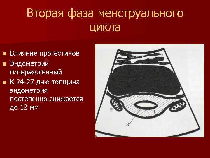 Вторая фаза менструального цикла Влияние прогестинов n Эндометрий гиперэхогенный n К 24 -27 дню