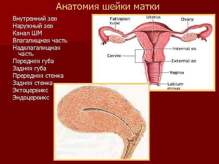 Анатомия шейки матки Внутренний зев Наружный зев Канал ШМ Влагалищная часть Надвлагалищная часть Передняя