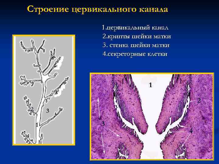 Цервикальная слизь фото