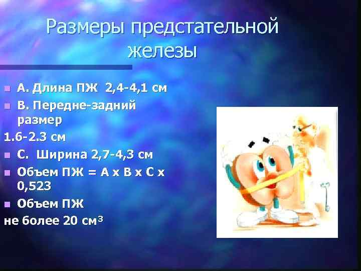 Размеры предстательной железы A. Длина ПЖ 2, 4 -4, 1 см n B. Передне-задний