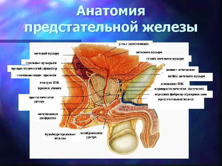 Анатомия предстательной железы устье мочеточника дно мочевого мочевой пузырь пузыря стенка мочевого пузыря семенные