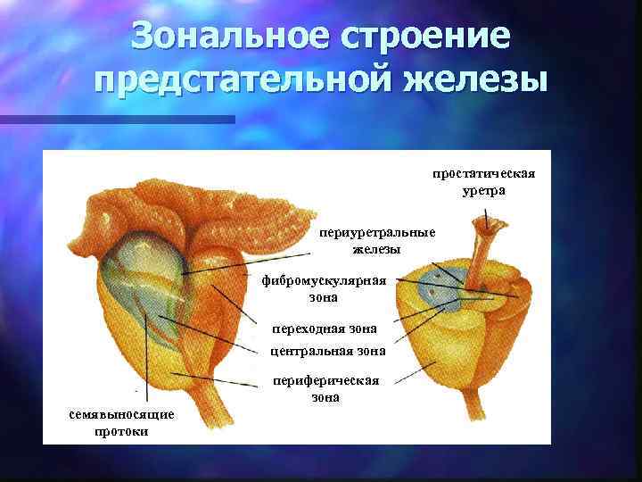 Зональное строение предстательной железы простатическая уретра периуретральные железы фибромускулярная зона переходная зона центральная зона