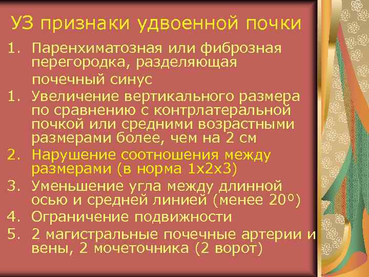 УЗ признаки удвоенной почки 1. Паренхиматозная или фиброзная перегородка, разделяющая почечный синус 1. Увеличение