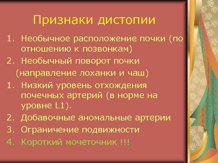 Признаки дистопии 1. Необычное расположение почки (по отношению к позвонкам) 2. Необычный поворот почки