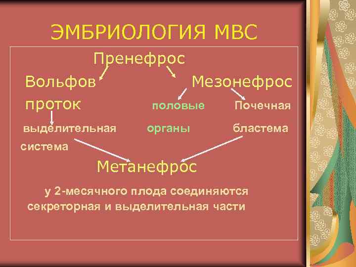ЭМБРИОЛОГИЯ МВС Пренефрос Вольфов Мезонефрос проток половые Почечная выделительная органы бластема система Метанефрос у