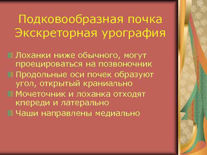 Подковообразная почка Экскреторная урография Лоханки ниже обычного, могут проецироваться на позвоночник Продольные оси почек
