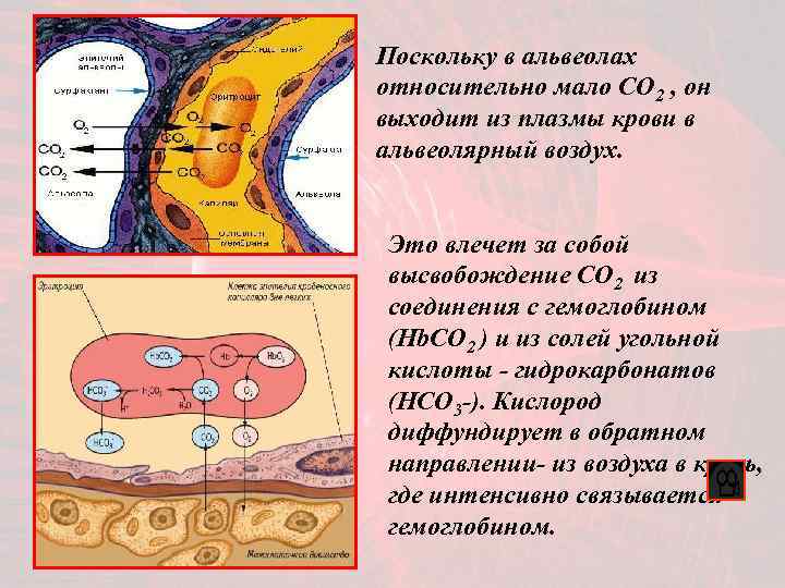 Поскольку в альвеолах относительно мало CO 2 , он выходит из плазмы крови в