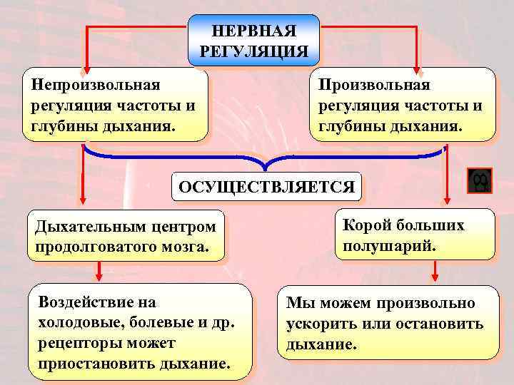 НЕРВНАЯ РЕГУЛЯЦИЯ Непроизвольная регуляция частоты и глубины дыхания. Произвольная регуляция частоты и глубины дыхания.