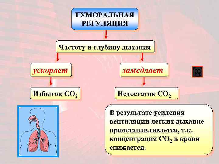 ГУМОРАЛЬНАЯ РЕГУЛЯЦИЯ Частоту и глубину дыхания ускоряет Избыток CO 2 замедляет Недостаток CO 2
