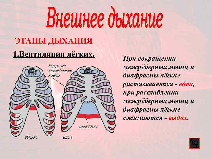ЭТАПЫ ДЫХАНИЯ 1. Вентиляция лёгких. При сокращении межрёберных мышц и диафрагмы лёгкие растягиваются -