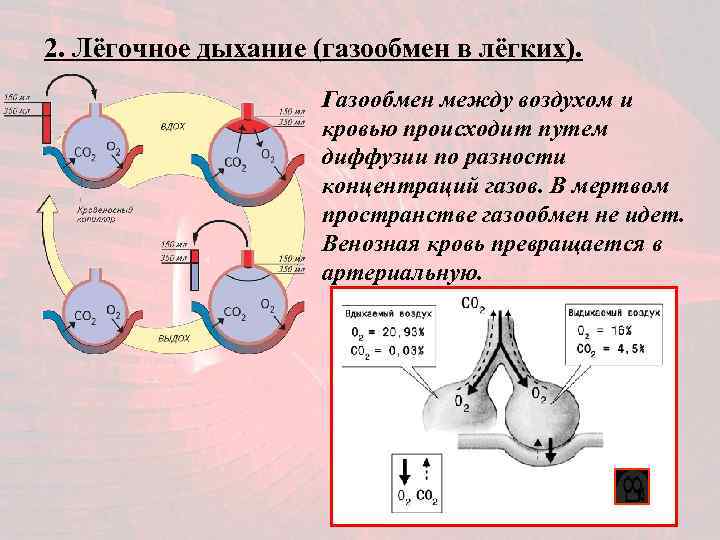 2. Лёгочное дыхание (газообмен в лёгких). Газообмен между воздухом и кровью происходит путем диффузии