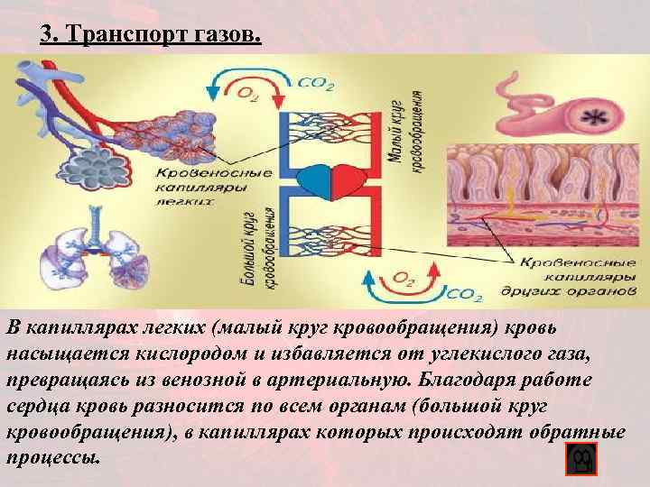 3. Транспорт газов. В капиллярах легких (малый круг кровообращения) кровь насыщается кислородом и избавляется