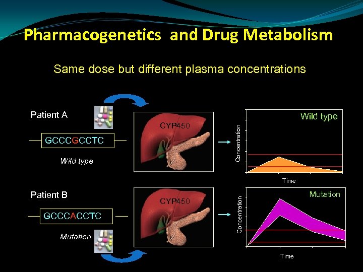 Pharmacogenetics and Drug Metabolism Same dose but different plasma concentrations Patient A GCCCGCCTC Wild