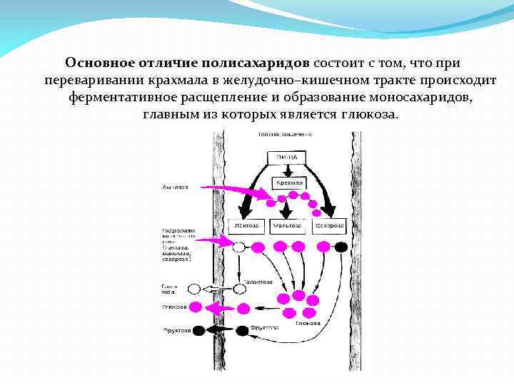 Основное отличие полисахаридов состоит с том, что при переваривании крахмала в желудочно–кишечном тракте происходит