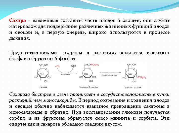 Сахара – важнейшая составная часть плодов и овощей, они служат Сахара материалом для поддержания