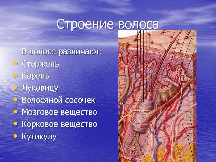 Строение волоса • • В волосе различают: Стержень Корень Луковицу Волосяной сосочек Мозговое вещество