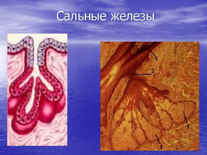 Сальные железы 