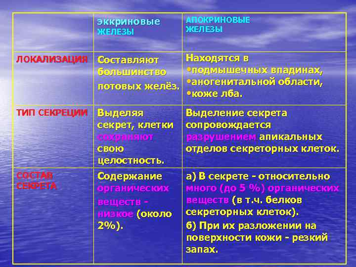 эккриновые ЖЕЛЕЗЫ АПОКРИНОВЫЕ ЖЕЛЕЗЫ ЛОКАЛИЗАЦИЯ Находятся в Составляют • подмышечных впадинах, большинство потовых желёз.