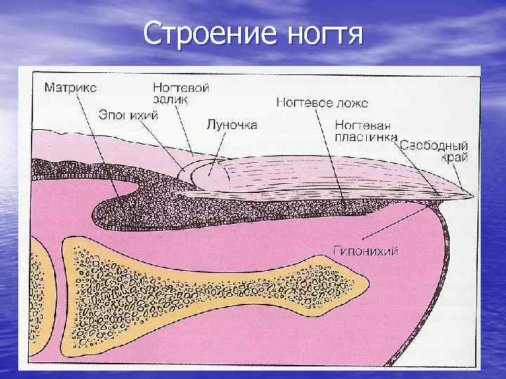 Строение ногтя 