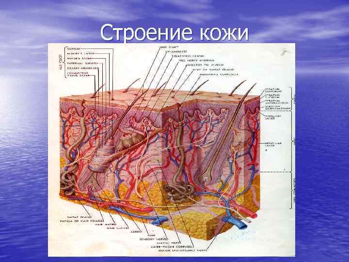 Строение кожи 