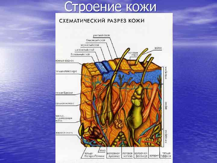 Строение кожи 