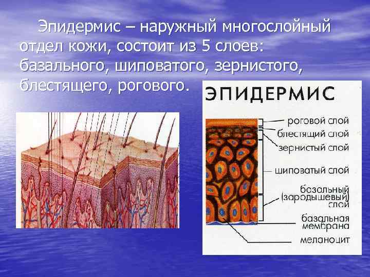 Гонорея презентация дерматовенерология